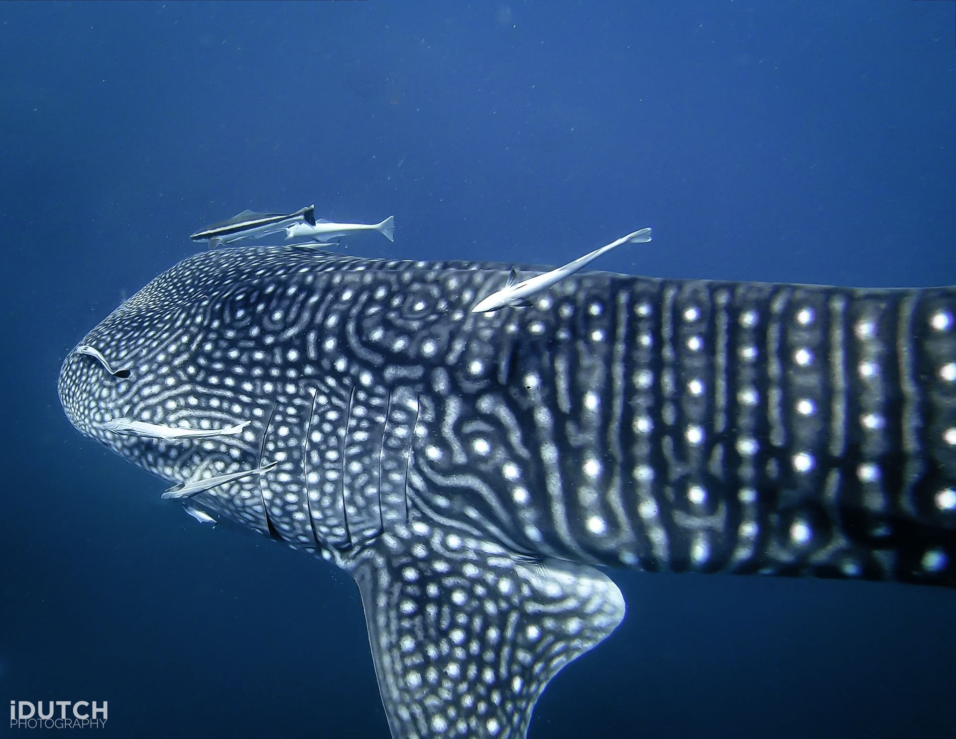 whale shark