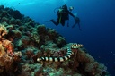 PADI Scuba Diver Course