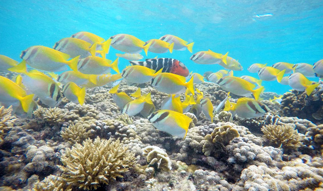 Snorkeling